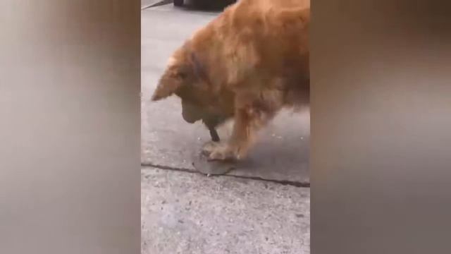 Смешные видео с кошками/Приколы с собаками/Приколы с животными/Очень смешные животные
