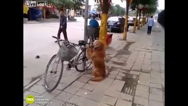 Собака охранник! Прикол про собак