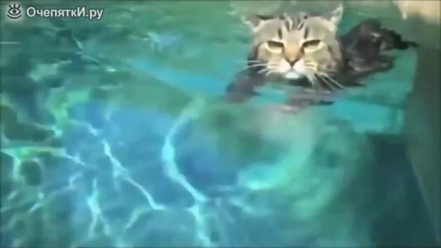 Прикольные коты видео  Вся наша жизнь   игра!