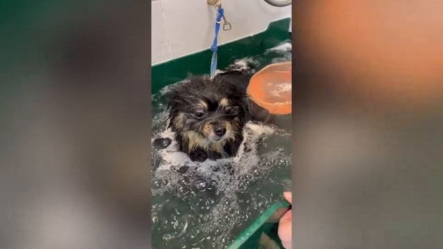 Груминг шпица