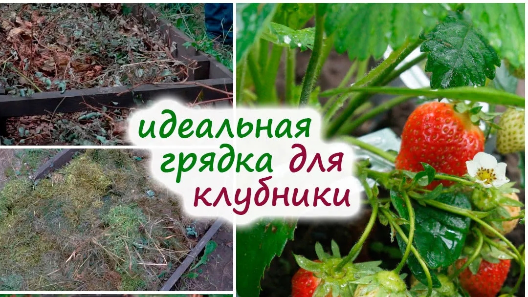 ПОСАДКА КЛУБНИКИ В ОТКРЫТЫЙ ГРУНТ.КАК ГРАМОТНО СДЕЛАТЬ ГРЯДКИ