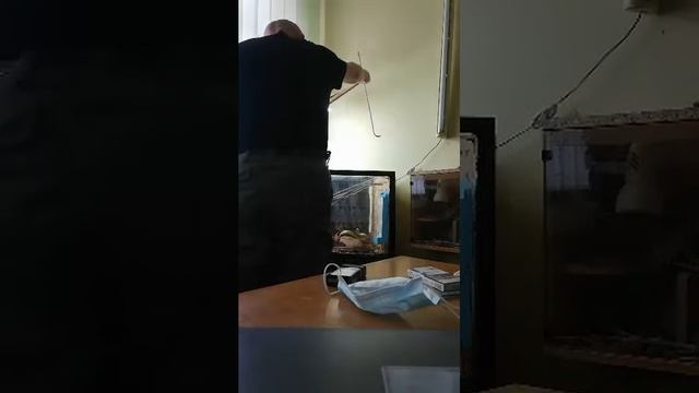 черная мамба игра со смертью