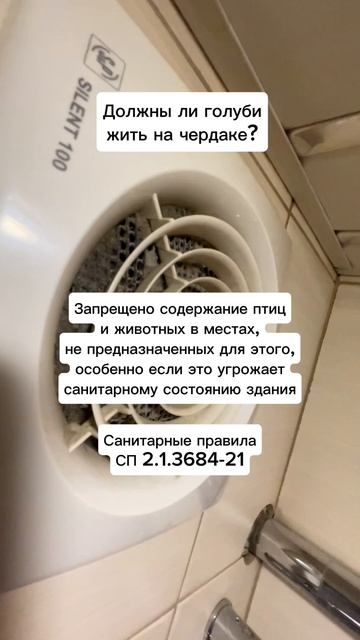 Должны ли голуби жить на чердаке?