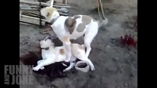 Классное видео и в цирк ходить не надо #12