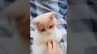 Смехота.Смех до упаду.Смешные ролики.Гипер смех.