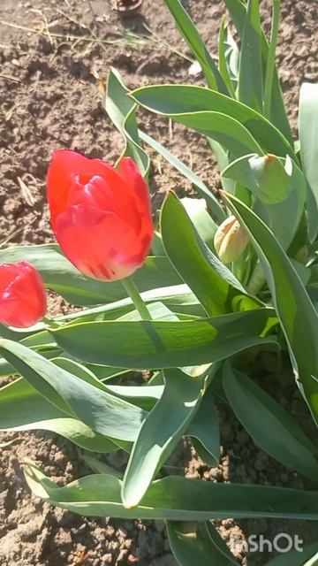 Тюльпаны завершают свой весенний показ!!!!🤔😇🌷🌷🌷