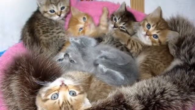 КОТОМАТРИЦА-3..wmv