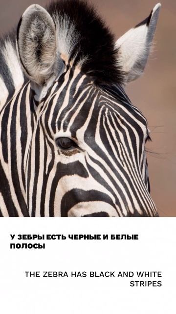 Полоса