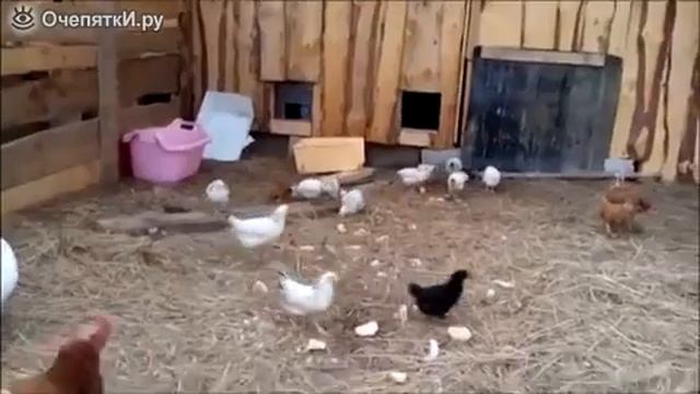 Короткие видео приколы #8