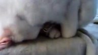 Смешной спящий кот