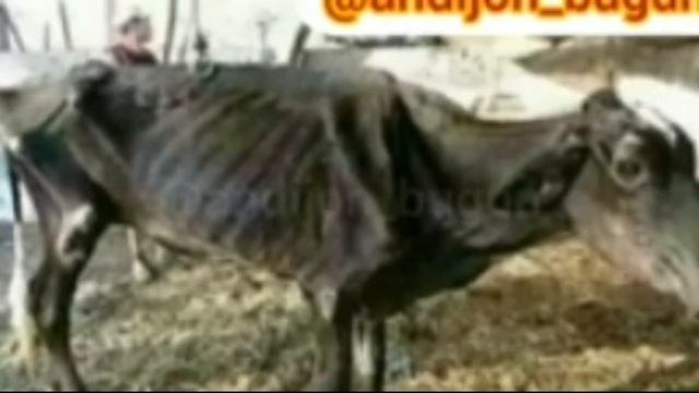 Узбекча прикол