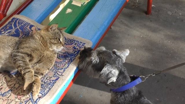 Самый спокойный кот в мире! Funny cat. Смешные коты.