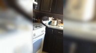 СМЕШНЫЕ ВИДЕО С КОТАМИ. УГАРНЫЕ КОШКИ. ПРИКОЛЬНЫЕ КОТЫ И КОШКИ #36