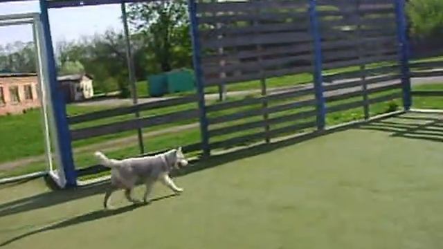 Блесси
