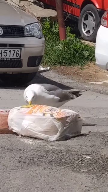 хитрец