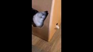Смешные питомцы, попытайтесь не засмеяться ССЫЛКА В ОПИСАНИИ!