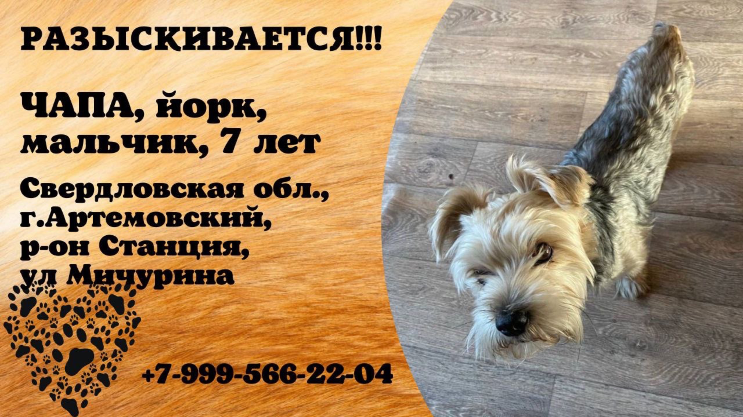 Пропала собака! ЧАПА, йорк, мальчик, 7 лет. Свердловская обл., г.Артемовский.