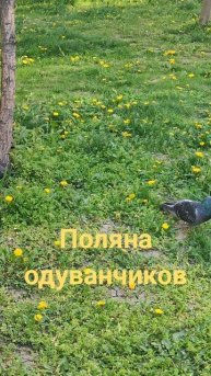 Поляна жёлтых одуванчиков.