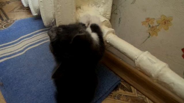 Зимний котэ