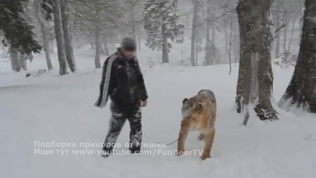 Подборка приколов!  Смешные падения! СМЕШНЫЕ НЕУДАЧИ! Приколы про животных