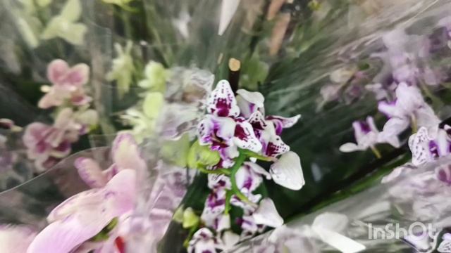 Орхидеи в магазине Доминика"/30.04.25/