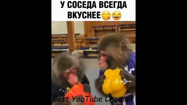 Подборка лучших приколов из инстаграма #5 / Ох уж эти животные / 10 минут смеха до слёз