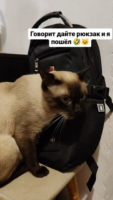 Кот хочет гулять 😄