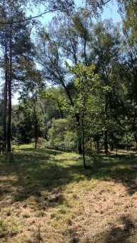 Летом в парке среди деревьев