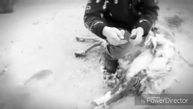 Стрижка овец в Кубее