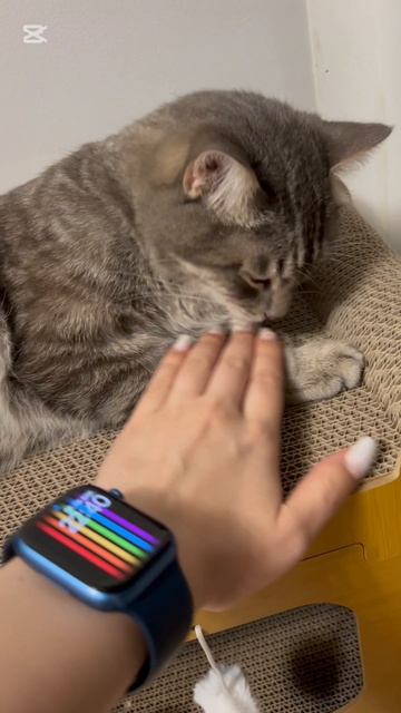 Глажу котика на месте где он только что вылезал  себе лапку 🐱