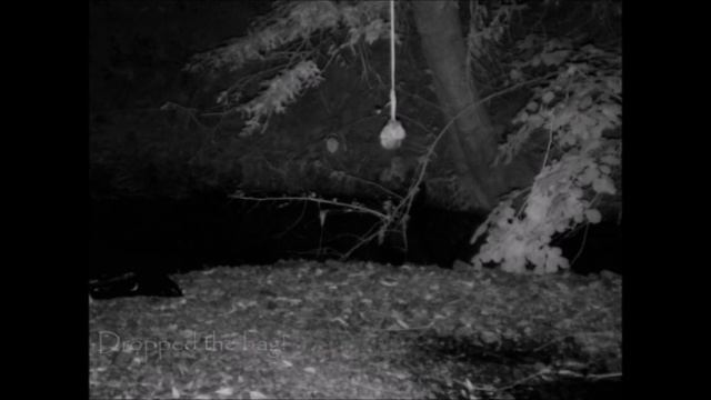 Unexplained trail camera video!!!
