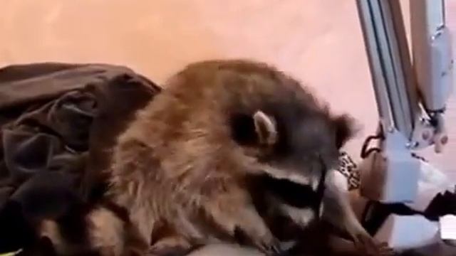 Енот забавно кушает