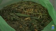 Ульяновские полицейские выявили наркоплантацию и изъяли 15 кустов конопли и свыше 1,5 кг марихуаны