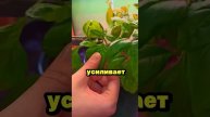Ты должен посадить эти овощи рядом #сад #огород #дача #рассада #урожай