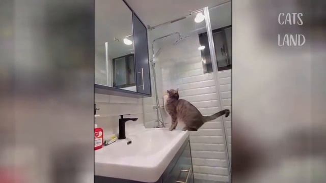 OMG So Cute Cats ♥ Лучшие смешные видео про кошек 2021 года Sequence 07