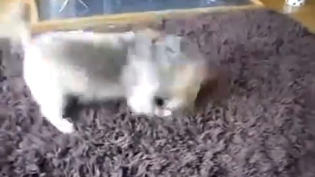 У пса нервный тик