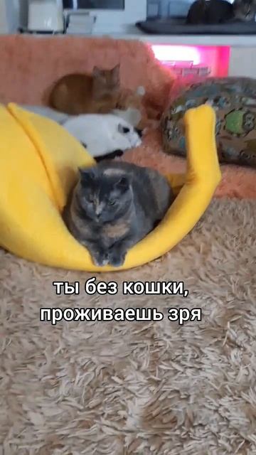 #животные #shorts #коты #кошки #лофткот #смешныекоты #юмор #приколы #злой #котики