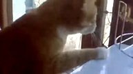 Прикол с рыжим котом. Кот лает на голубя. Угар
