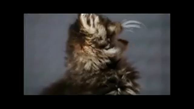 ПоЗиТиВчИк-поющие котятки^^