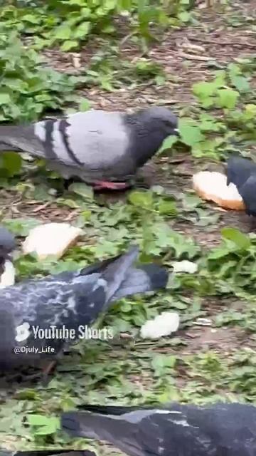 Голуби довольны 🕊️ 🍞 🕊️, всем удачи и отличного настроения 😊👍👋