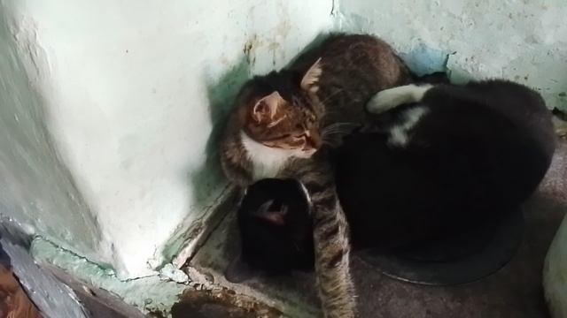 котейки на печке отдыхают