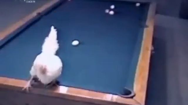 Биллиард и курица 🤣😂👍✅