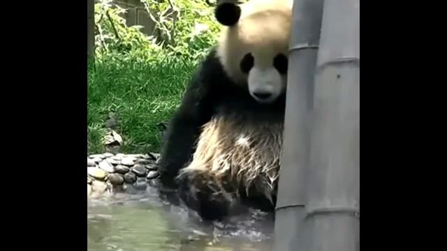 ТОП ПОДБОРКА Приколы с медведями.СМЕШНОЕ ВИДЕО. TOP SELECTION of Fun with bears.FUNNY VIDEO.