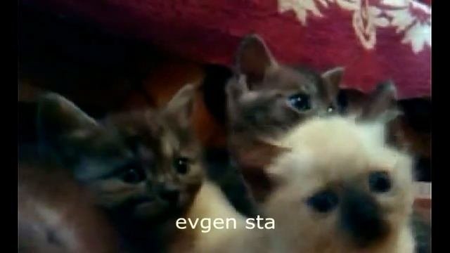 Кошачьи приколы