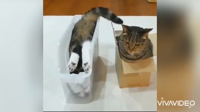 Ржачные видео с прикольными животными😁