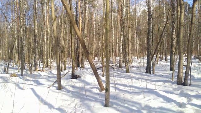 Лесная видеозарисовка #27/Горски видео скица #27/Forest Video Sketch #27  25.03.2024