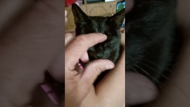 Знакомтесь Мурлыка Туся