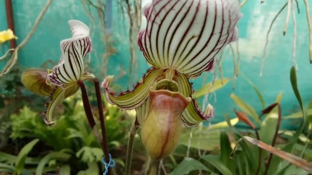 Paphiopedilum fairrieanum