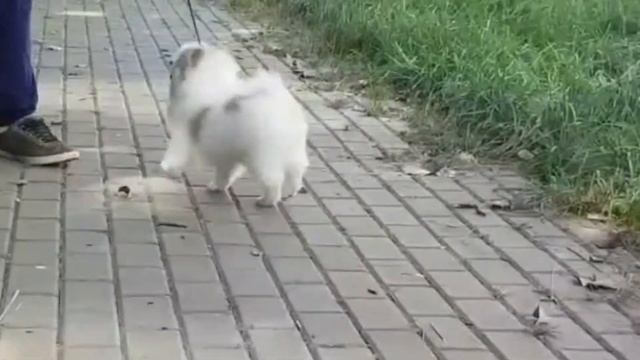 Фриска, померанский шпиц. Продается.