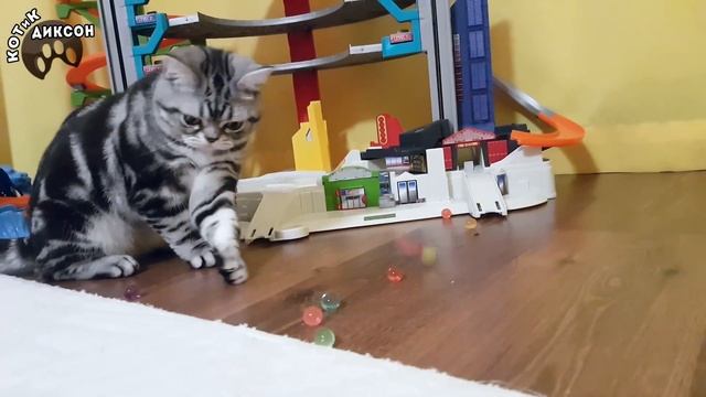 🐾😺 КОТиК ДИКСОН играет маленькими шариками Орбиз.Смешное видео про кошек